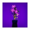 Hibiscus Hibiscus
