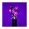 Hibiscus Hibiscus