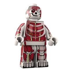Dr. Anatomini