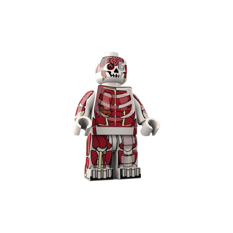 Dr. Anatomini